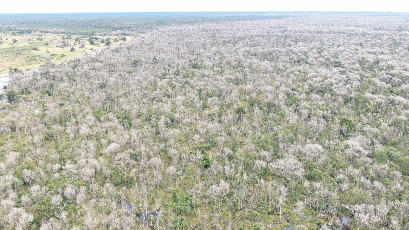 Operação Cordilheira sequestra propriedades e aplica multa de R$ 2,8 bilhões por desmate químico no Pantanal