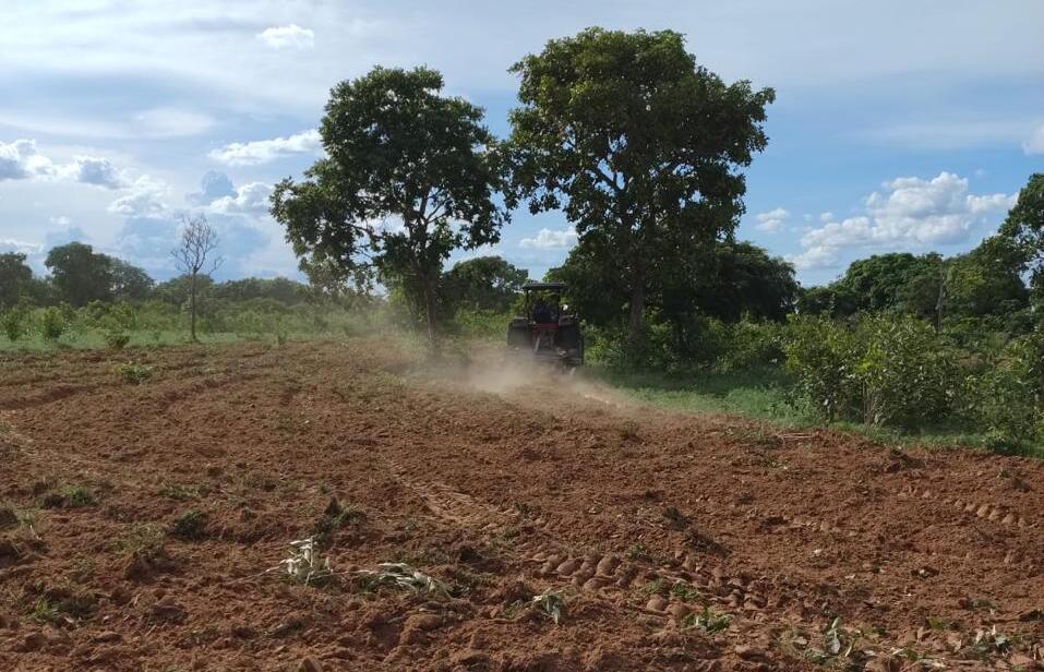 Governo de MT investe em projeto-piloto que garantirá produção e venda de gengibre e açafrão