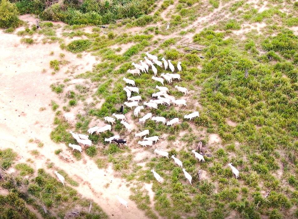 Sema e PM apreendem 500 cabeças de gado, tratores e toras de árvore ameaçada de extinção