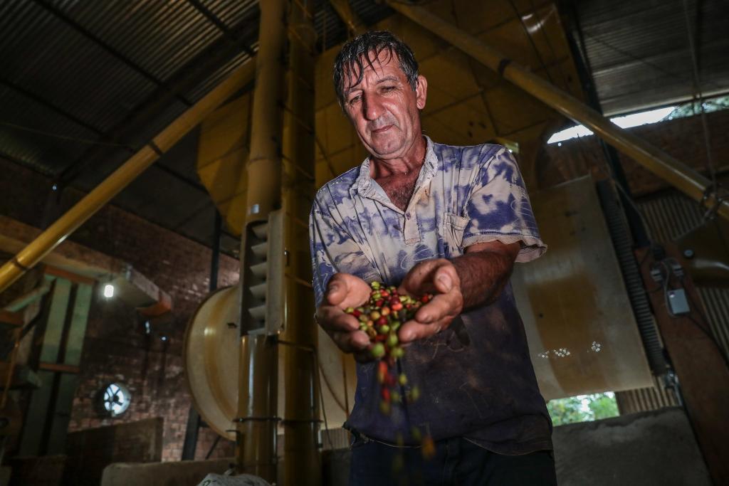 MT sai da penúltima posição para um dos 10 maiores produtores de café do país