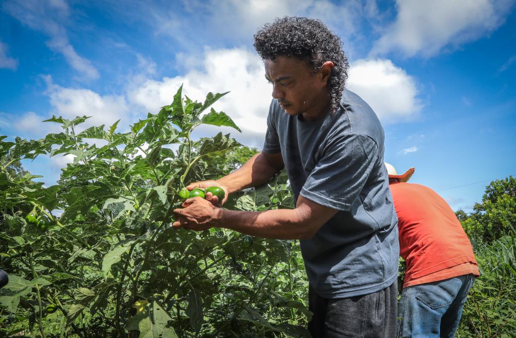 Governo de MT promove agricultura familiar inclusiva com apoio a quilombolas, indígenas e mulheres