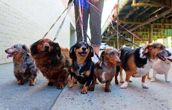 2ª Cãominhada e Cãorrida em Barra do Garças acontecem neste sábado (24)