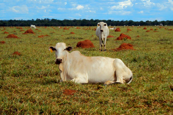 Novo modelo de financiamento para recuperação de pastagens deve utilizar dinheiro internacional