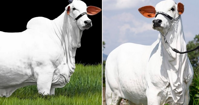 Vacas milionárias consolidam status de superestrelas no Brasil