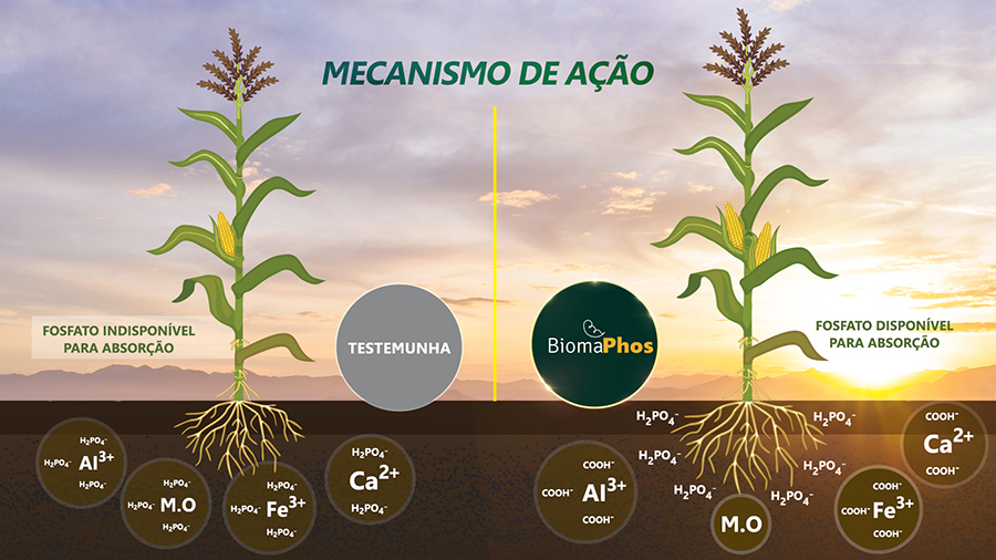 Produto desenvolvimento pela Embrapa atinge 10 milhões de hectares e gera R$ 4,2 bilhões em benefícios