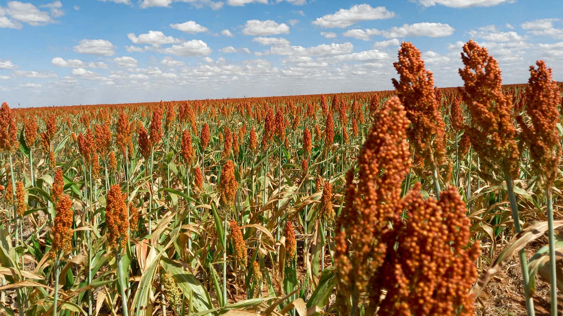 Brasil quer vender R$ 10 bilhões de dólares em sorgo para a China