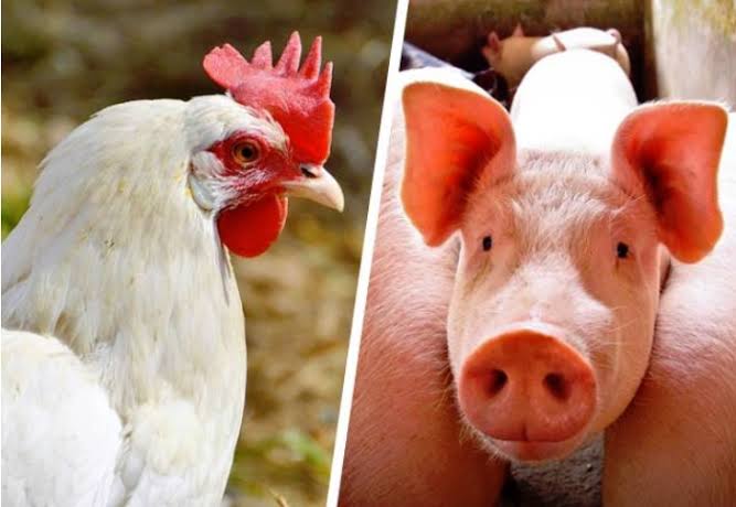 Exportações de carne suína e de frango batem recordes e ganham impulso