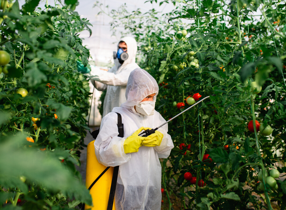 Anvisa confirma segurança dos alimentos e reforça confiança no agro