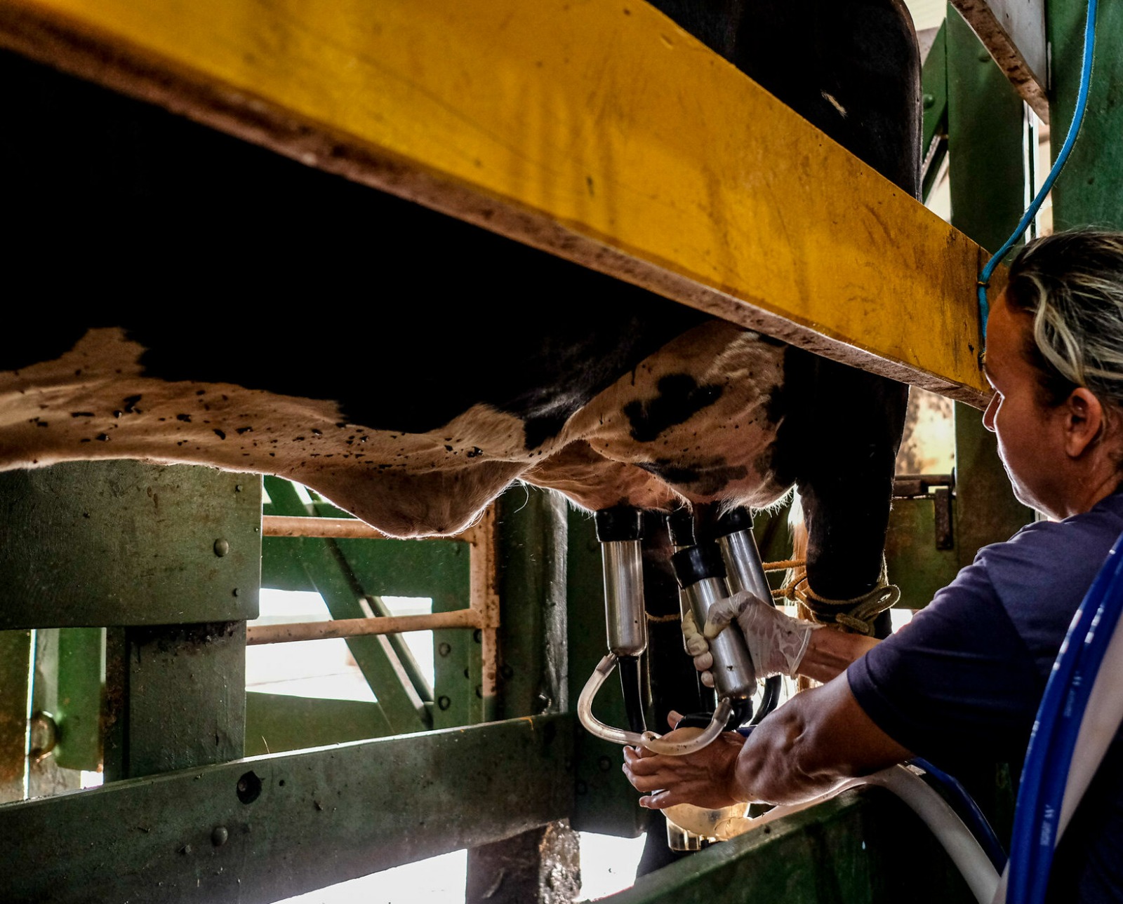 Programa do Governo de MT para melhoramento genético do rebanho leiteiro alcança mais de dois mil produtores