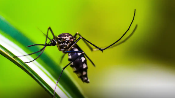 SES divulga painel de monitoramento para infecções transmitidas pelo mosquito Aedes Aegypti