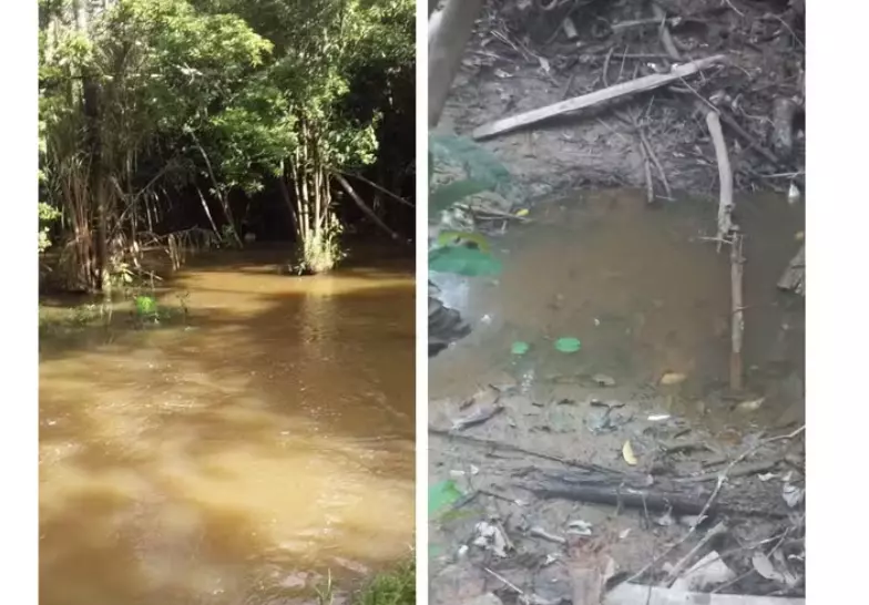 Igarapé seca e causa a morte de dezenas de peixes durante estiagem severa em Rondônia