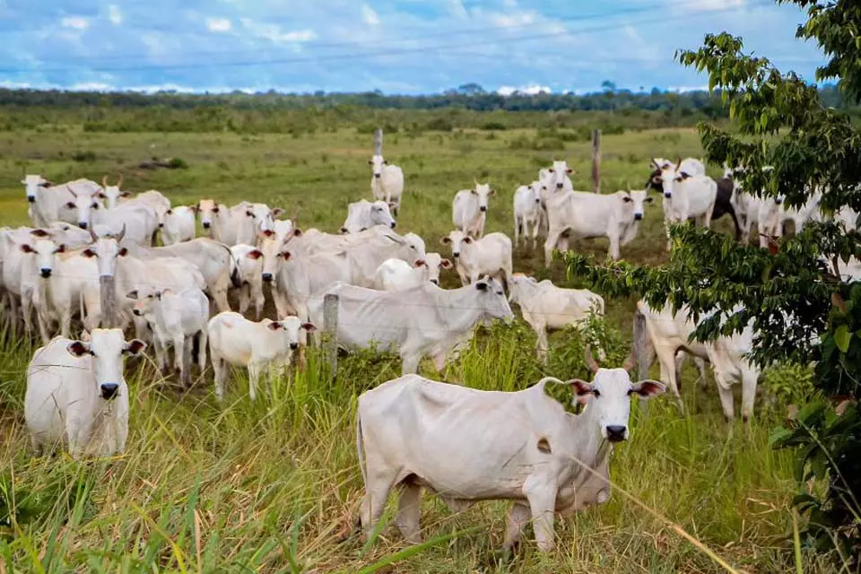 Declaração de rebanhos feita a partir de novembro tem que indicar quantidade de animais para corte e leite