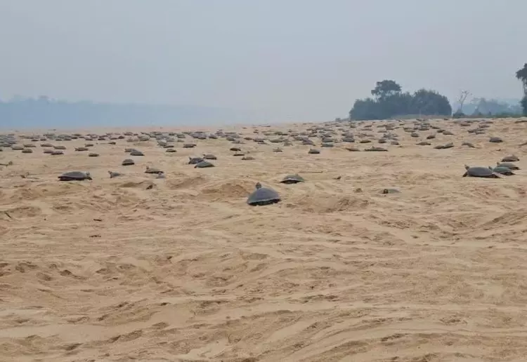 Atraso na desova de tartarugas em Rondônia por causa das queimadas pode fazer filhotes se afogarem