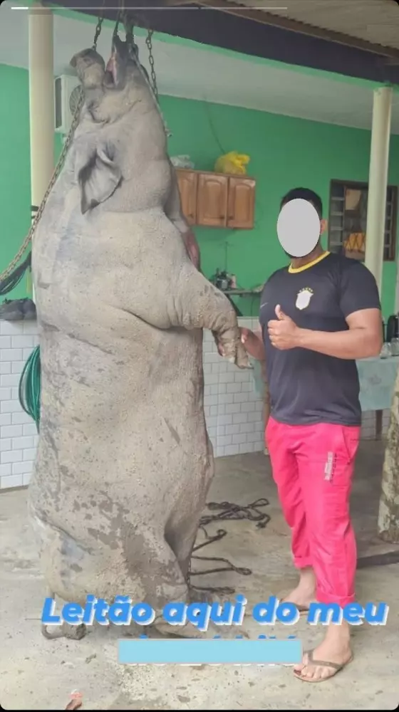 Jaru: Sitiante abate porco gigante de aproximadamente 350 kg para ceia de Natal