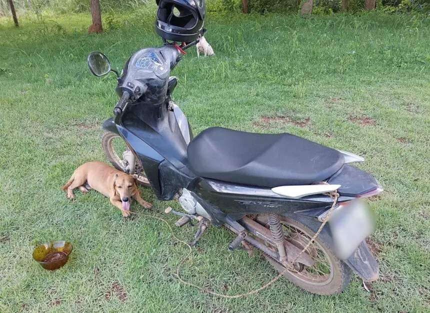 Homem é multado e preso por arrastar cachorro amarrado em motocicleta