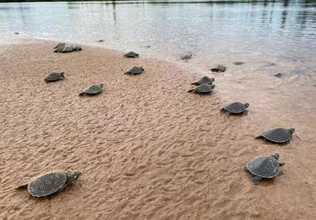 Atraso na desova das tartarugas no rio Guaporé causa morte de mais da metade dos filhotes, aponta biólogo