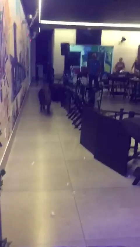 Vídeo: Capivara invade restaurante em Ipanema