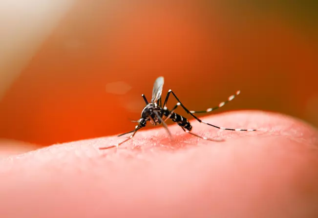 Minas Gerais tem alta de 330% nos casos de dengue e pode ter nova epidemia em 2024