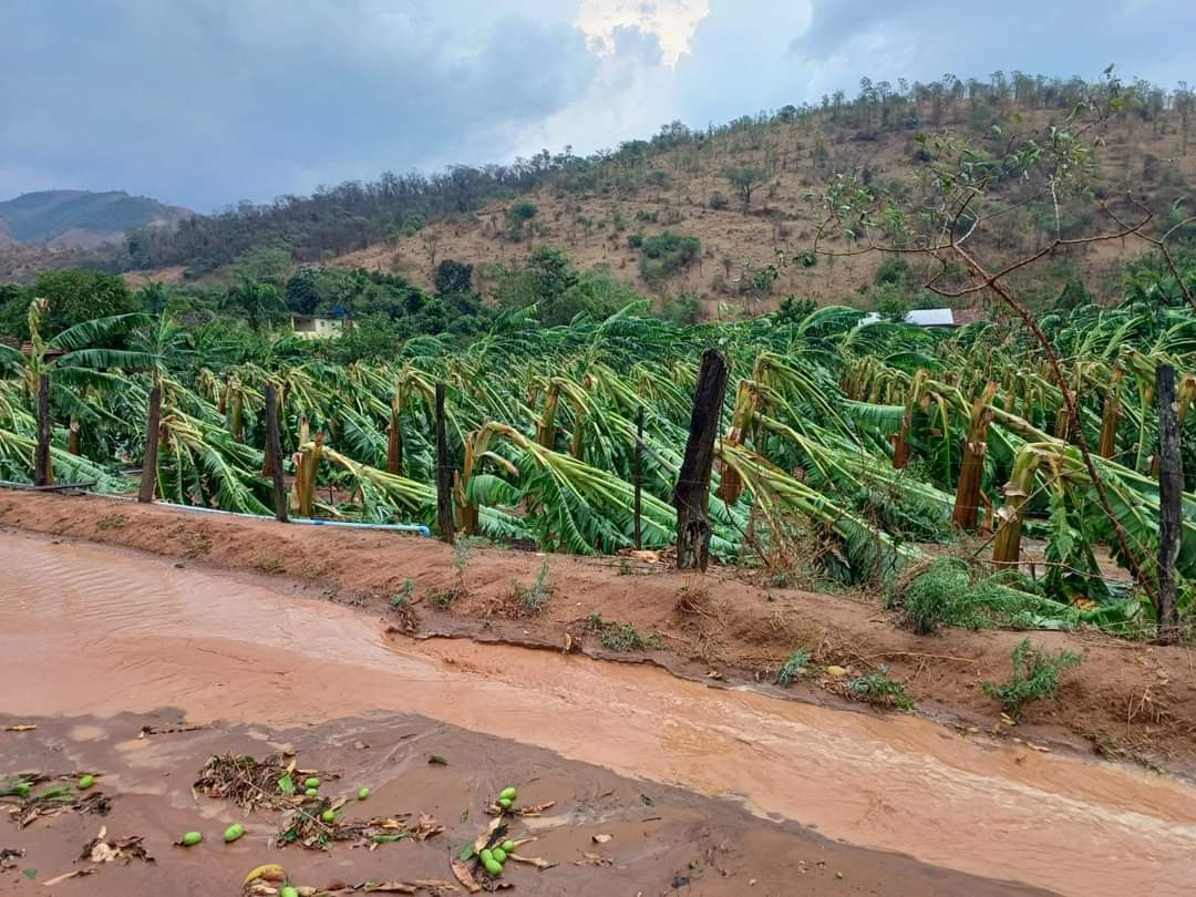 Vendaval e granizo destroem bananal e danificam telhados em Laranja da Terra.