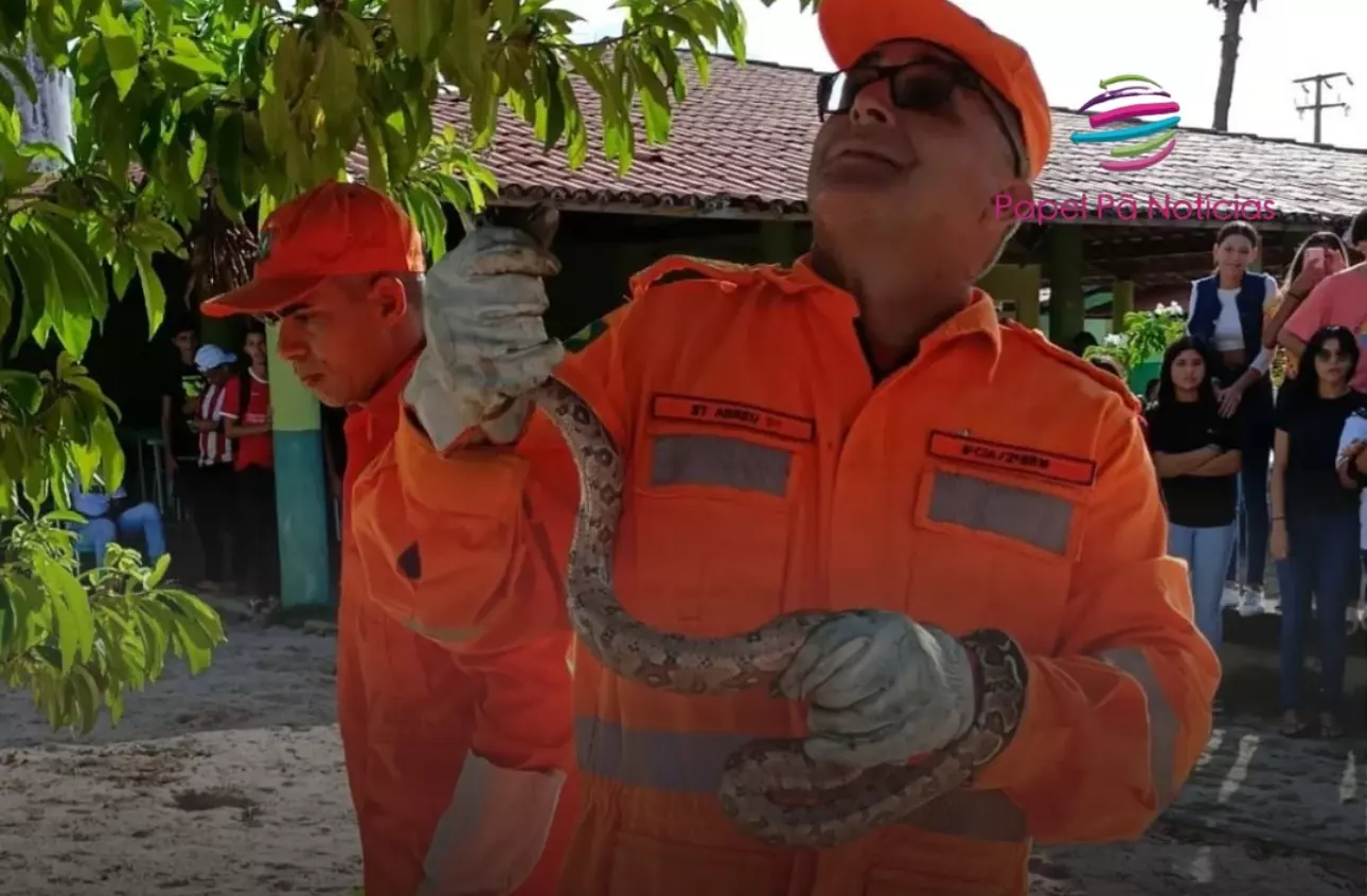 Bombeiros do Ceará resgatam jiboia em escola do distrito do Pecém