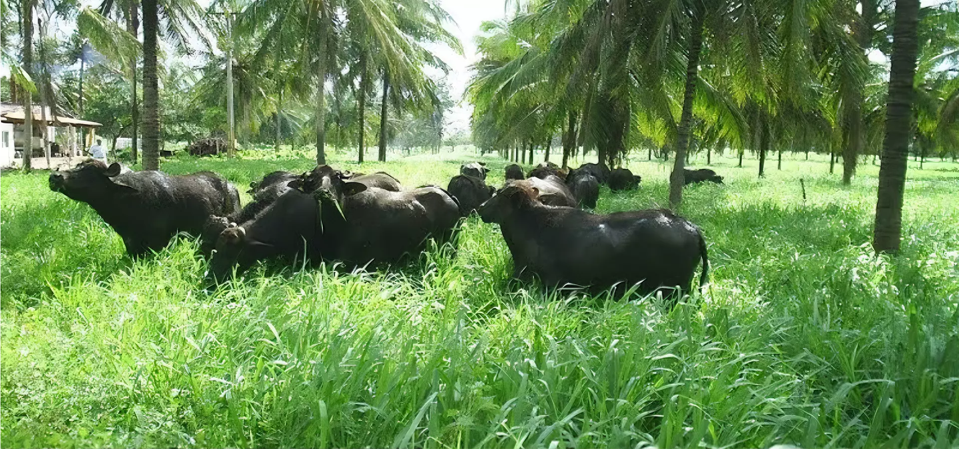 Queijo de búfalo produzido no Paracuru é destaque em feira nacional