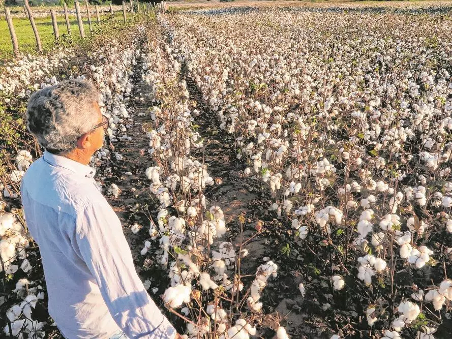 Brasil torna-se maior produtor de algodão do mundo.