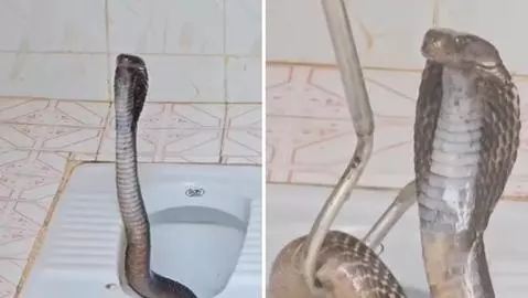 Cobra considerada uma das mais venenosas do mundo é encontrada em banheiro