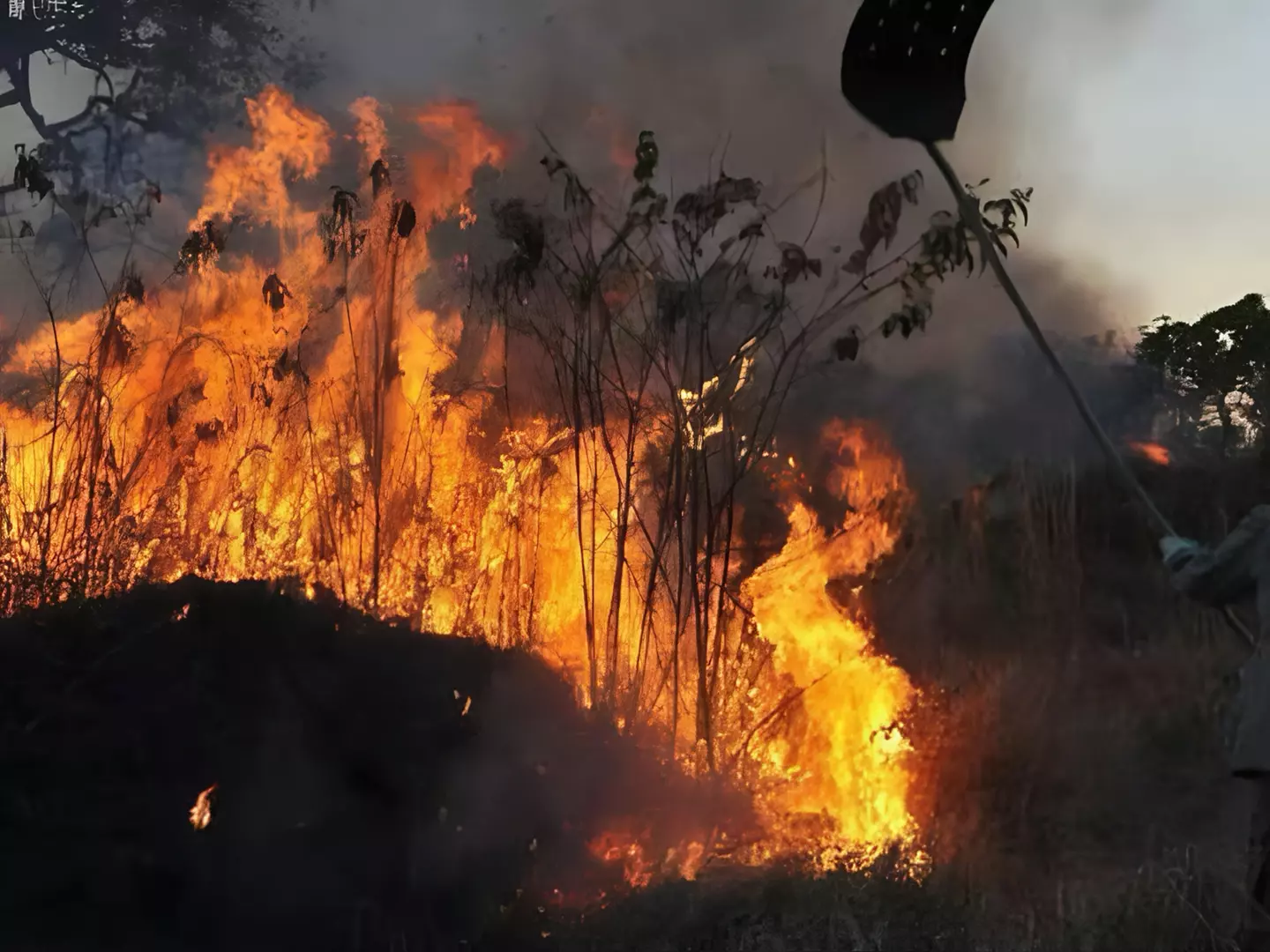 Brasil vive maior seca da história e registra mais de 9 mil focos de incêndio em dois dias