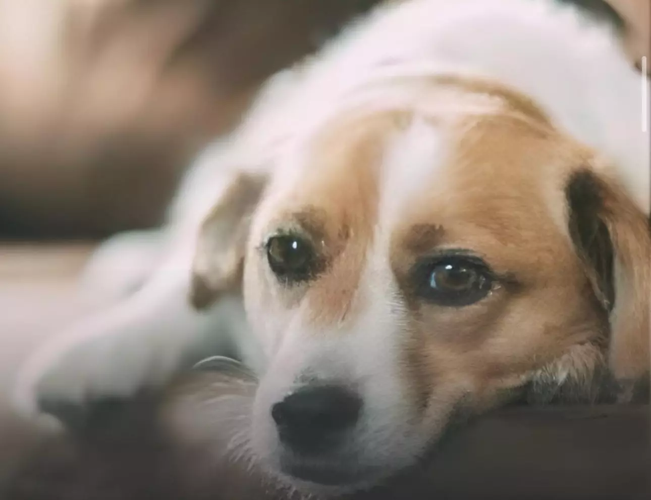 Cachorro terá direito a pensão alimentícia garantido pela justiça para tratar doença