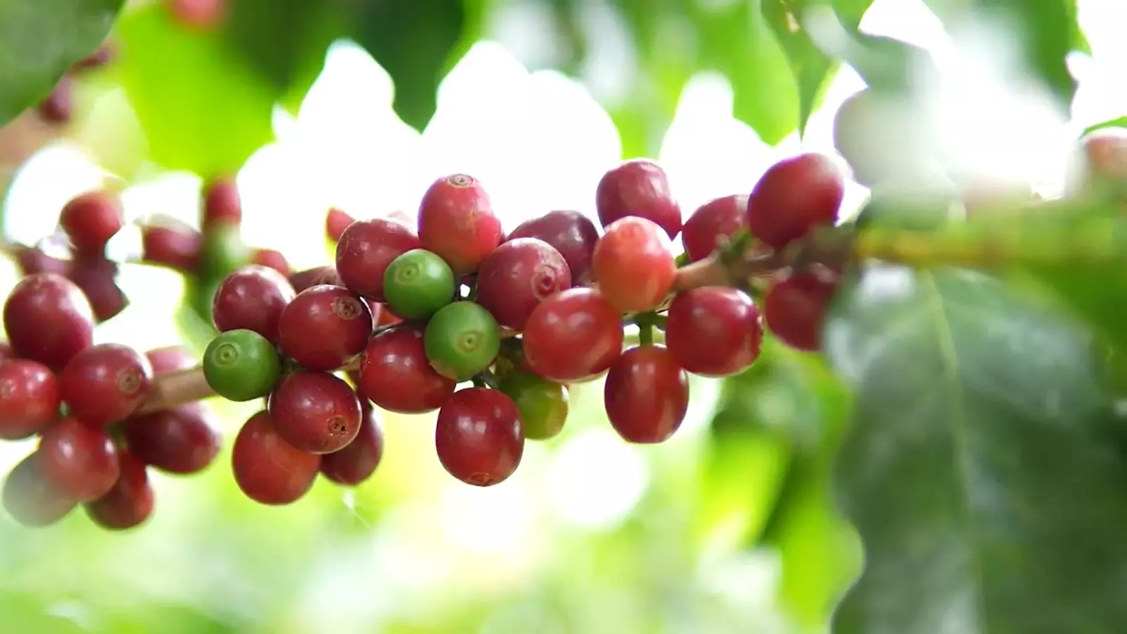 Cooxupé promove amanhã o 5º Fórum Café e Clima