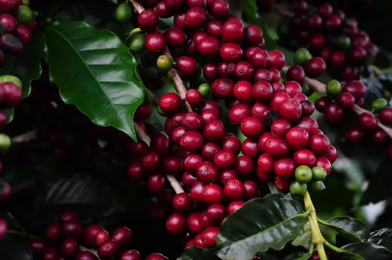 Inscrições para o Concurso de Qualidade dos Cafés de Minas terminam na quarta-feira (6/9)