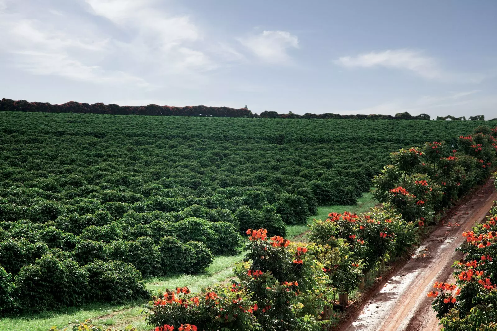 Rota Turística do Café do Cerrado Mineiro será lançada em novembro