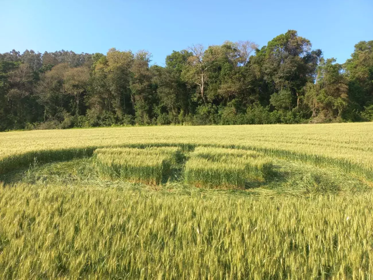 Marca misteriosa aparece de novo em plantação de trigo em SC