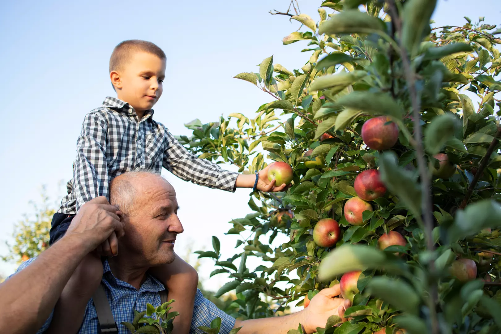 Produtos provenientes da agricultura familiar compõem cerca de 90% da alimentação escolar de Mafra