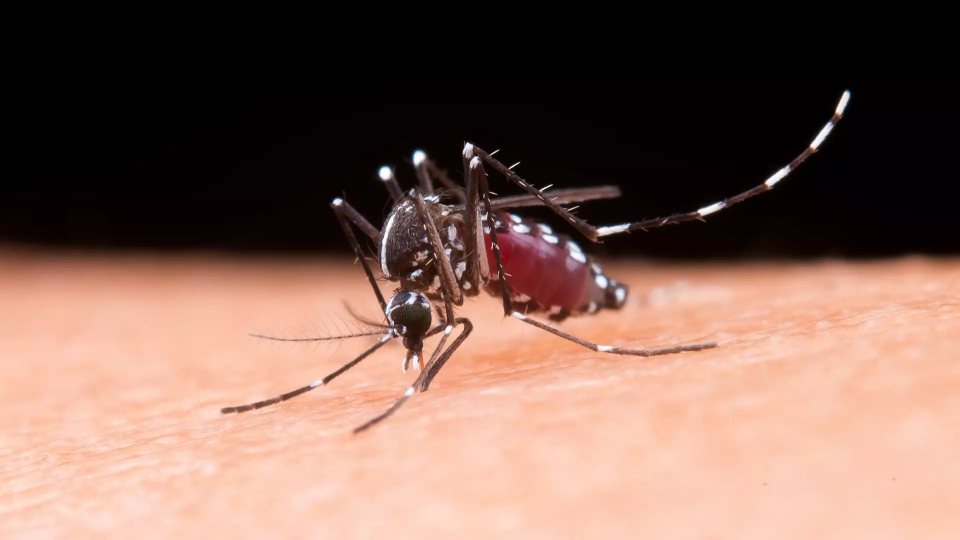 Saúde de Rio Negro divulga boletim sobre a Dengue e reforça os cuidados