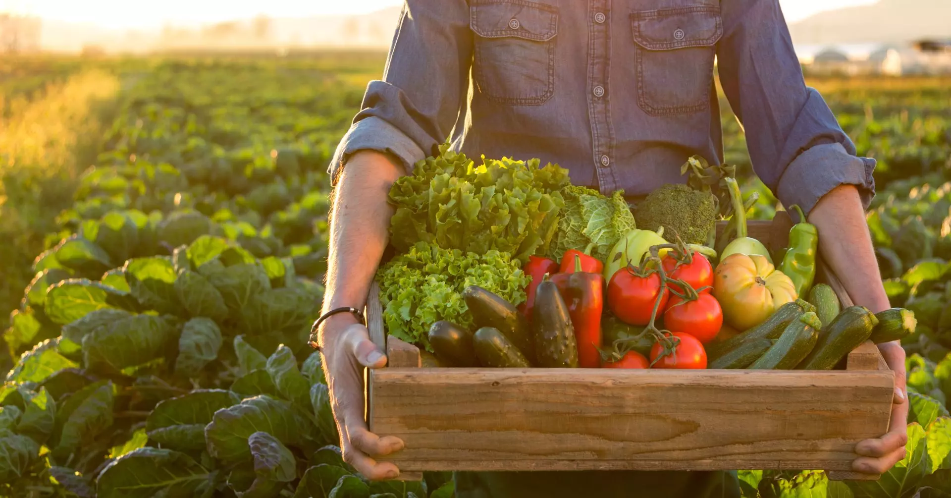 Aberto cadastro para agricultores fornecerem hortaliças e frutas para o Programa de Aquisição de Alimentos