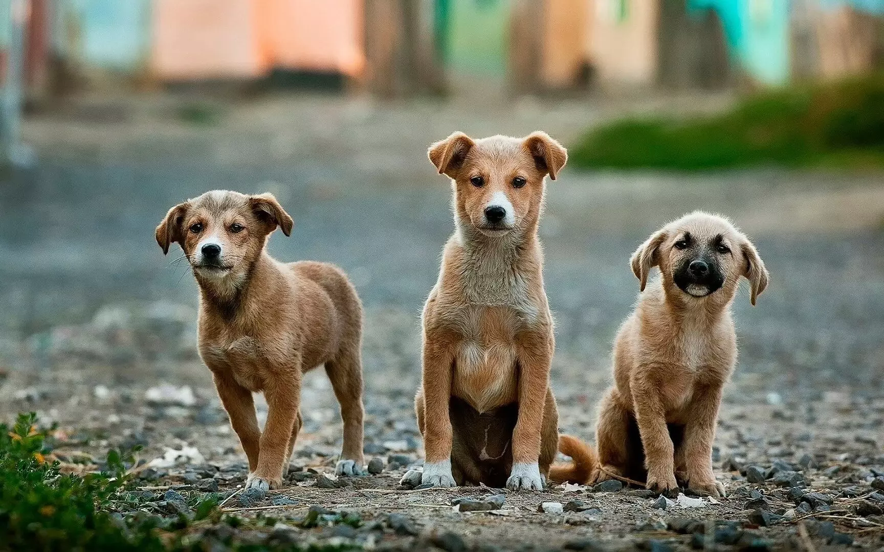 Castração gratuita de cães machos também é realizada pela Prefeitura de Rio Negro