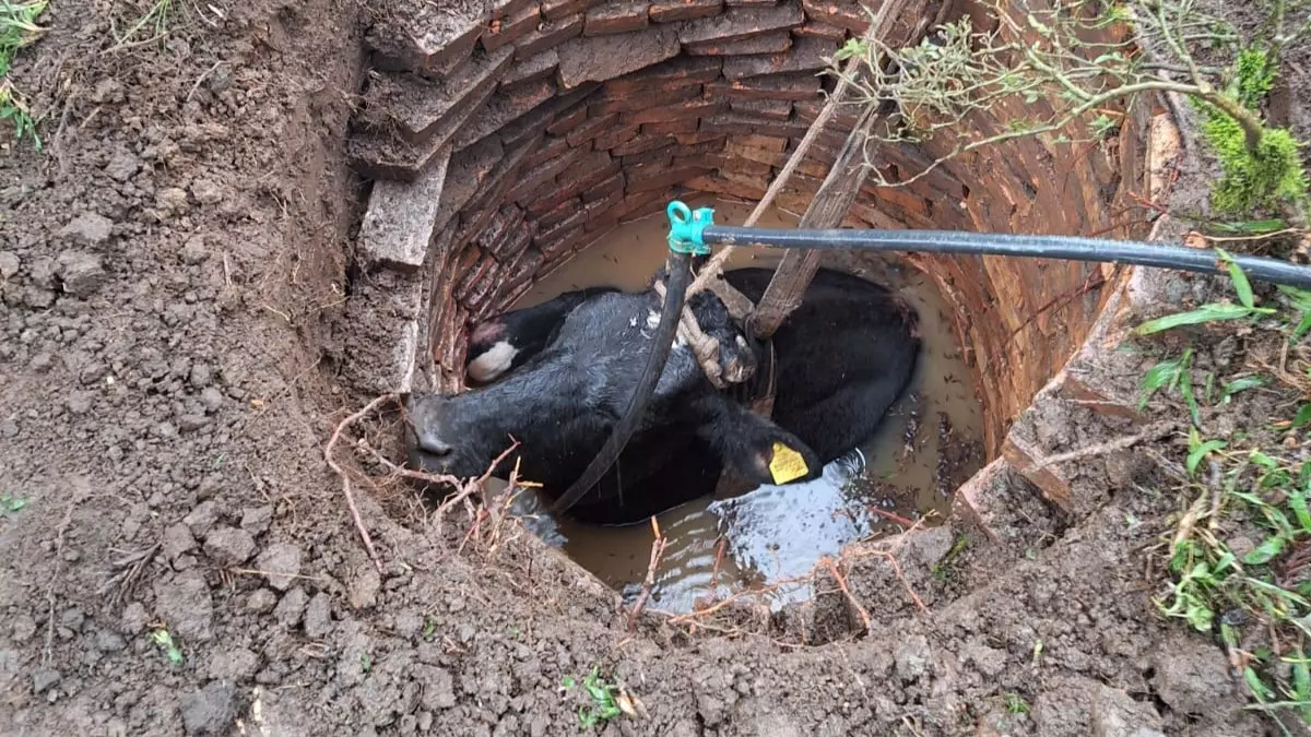 Bombeiros salvam vaca de poço em propriedade rural de Mafra