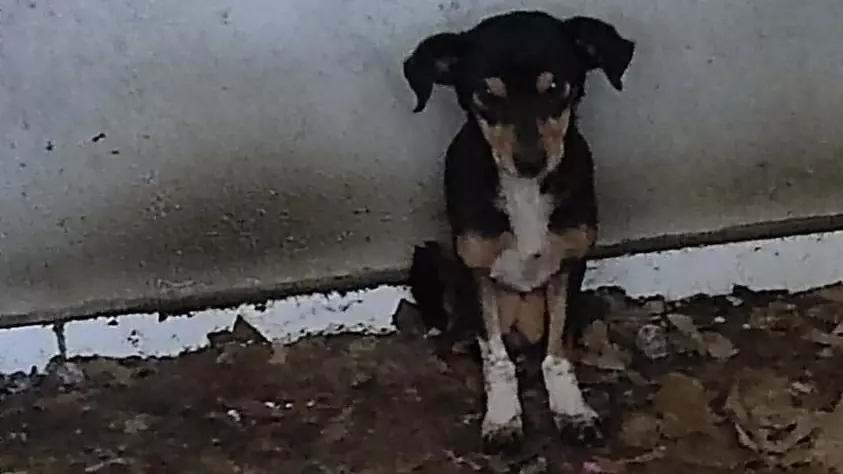 Polícia Militar e ONG resgatam sete cachorros em situação de maus tratos em Mafra