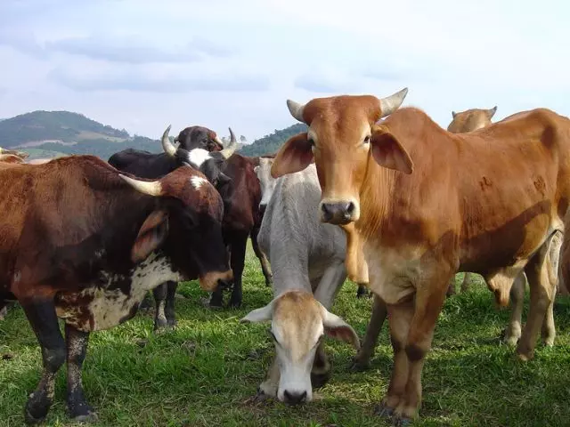 Com crescimento de 6,6% no valor produzido em SC, pecuária é destaque no agronegócio do estado em 2024