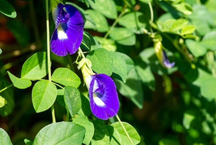 Estudo da UFLA utiliza nanotecnologia para superar dificuldades de germinação em flor comestível