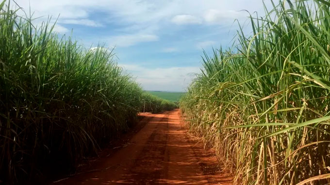 Estudo indica que canaviais brasileiros contaminam menos do que se pensava