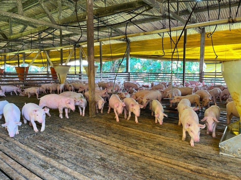 Granja sustentável produz proteína animal e energia elétrica em Mato Grosso