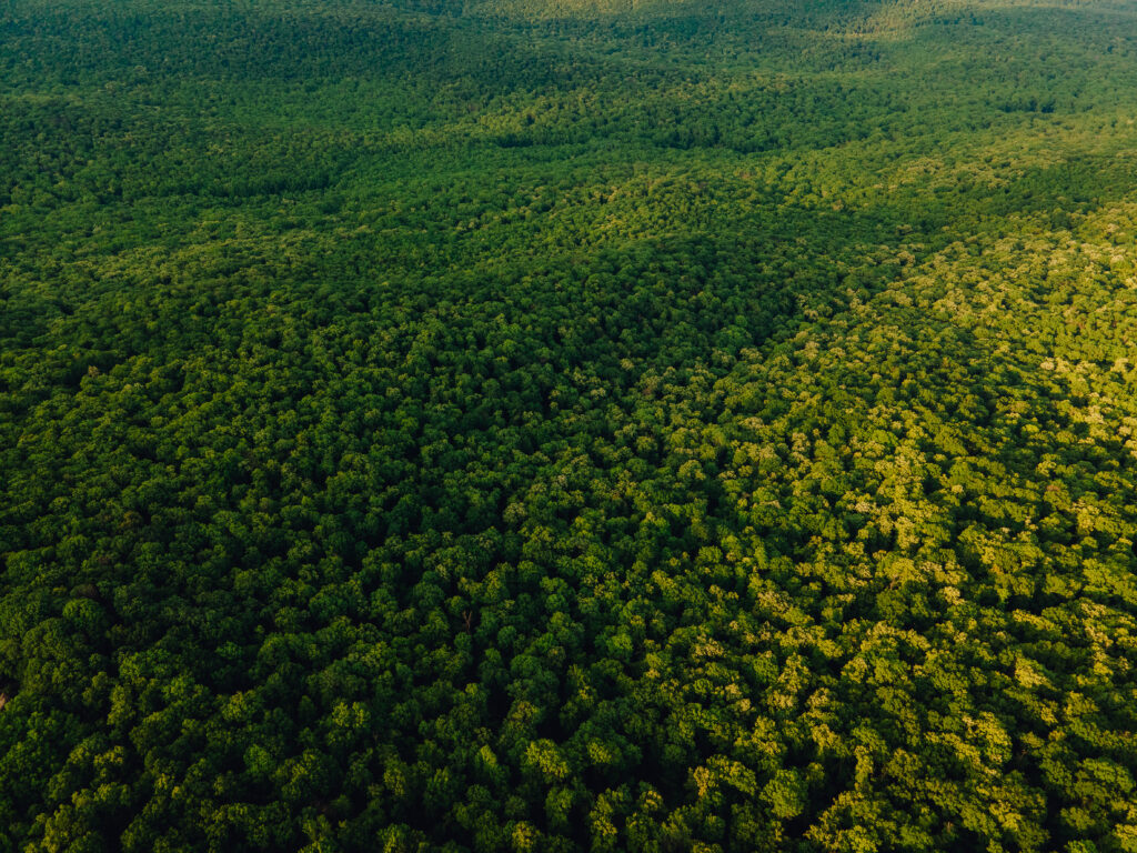 STF julga se recomposição de reserva deve ser feita por bioma ou “identidade ecológica’