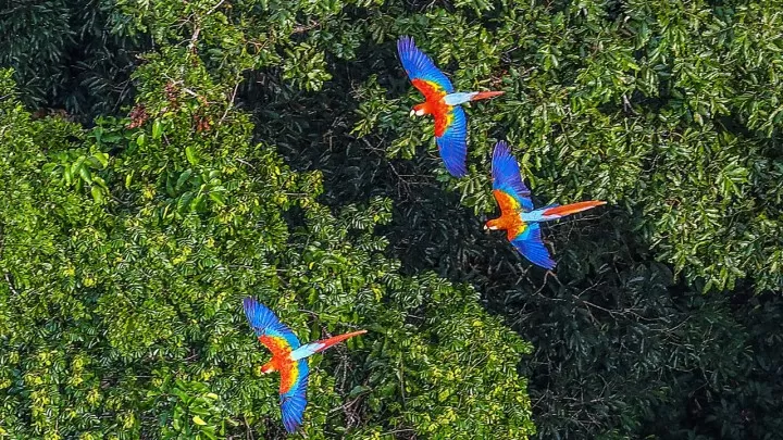 O Brasil é um dos países que mais preserva suas reservas florestais