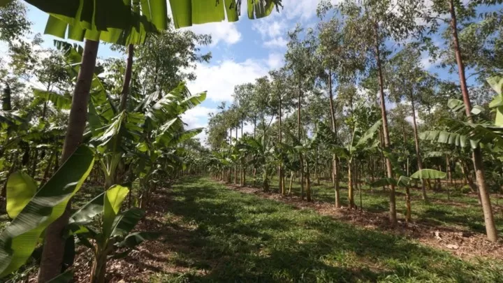 Agroflorestas: Com cacau, banana e açaí, produtores aliam floresta em pé e produção de alimentos