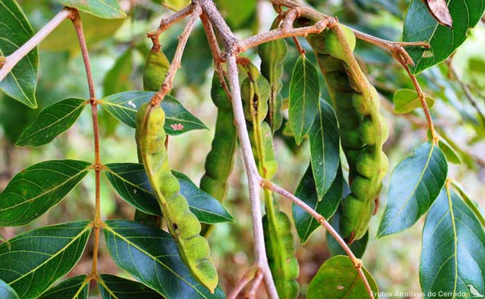 Nova espécie de ingá descoberta em Mato Grosso entra para revista internacional de botânica