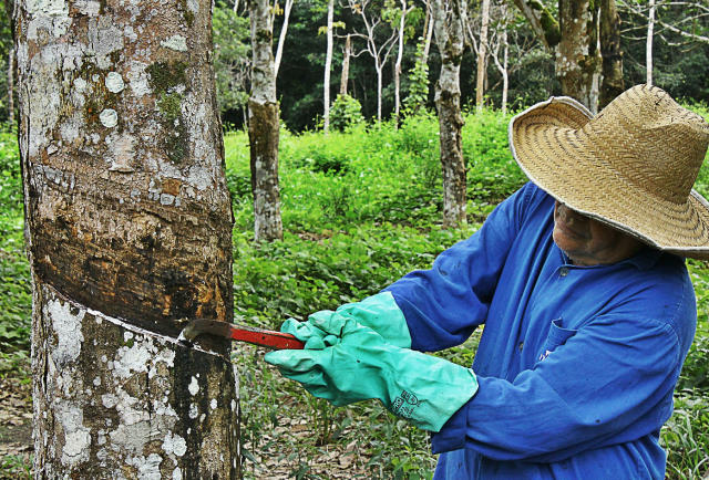 Café, cacau e outras culturas podem ser plantadas em consórcio com seringueiras