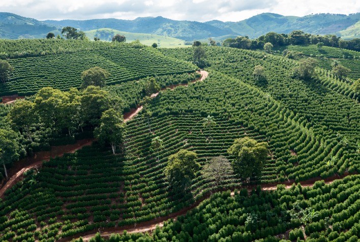 Desafios e oportunidades na transição para a cafeicultura regenerativa, segundo o Rabobank