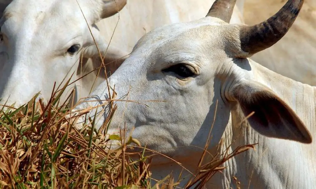 COP 28: Como a saúde animal pode contribuir para as metas de descarbonização do Brasil?